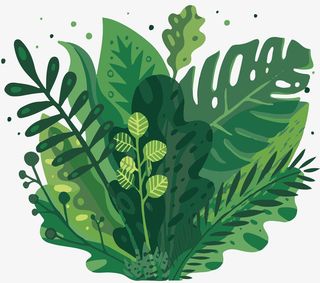 植物树叶免抠图元素免抠