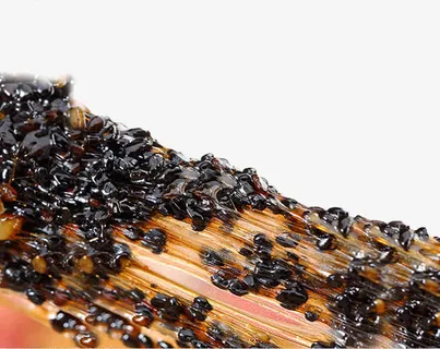 阿胶糕拉丝美食诱惑免抠