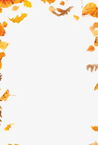 黄色清新树叶边框纹理免抠