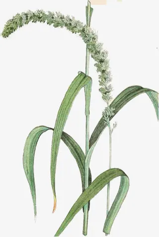 手绘狗尾巴草免抠