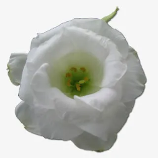 野玫瑰白1图标免抠