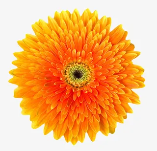 橙黄色有观赏性盛开的一朵大花实免抠