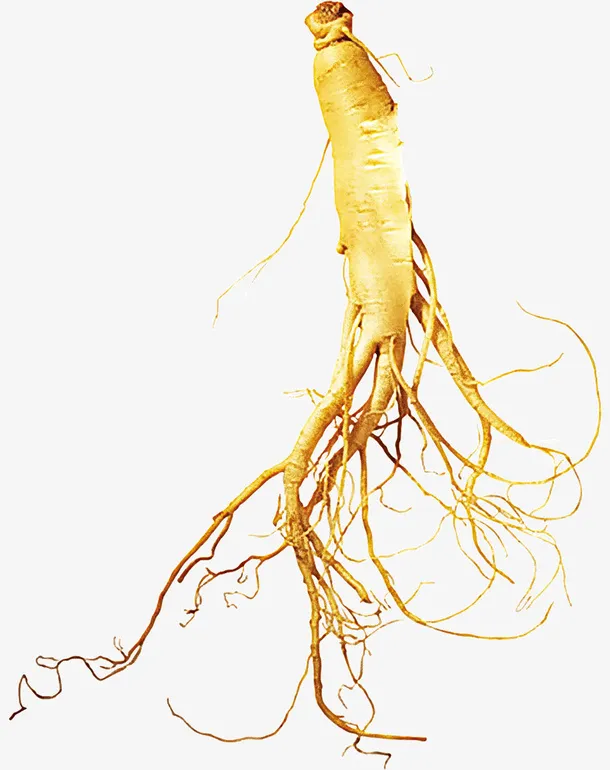 人参老中医推荐中药免抠