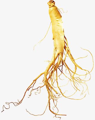 人参老中医推荐中药免抠