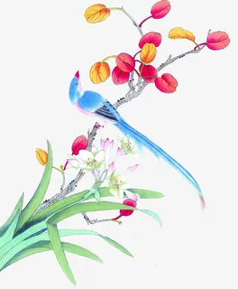 花鸟免抠