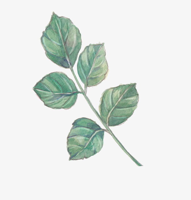 手绘植物免抠