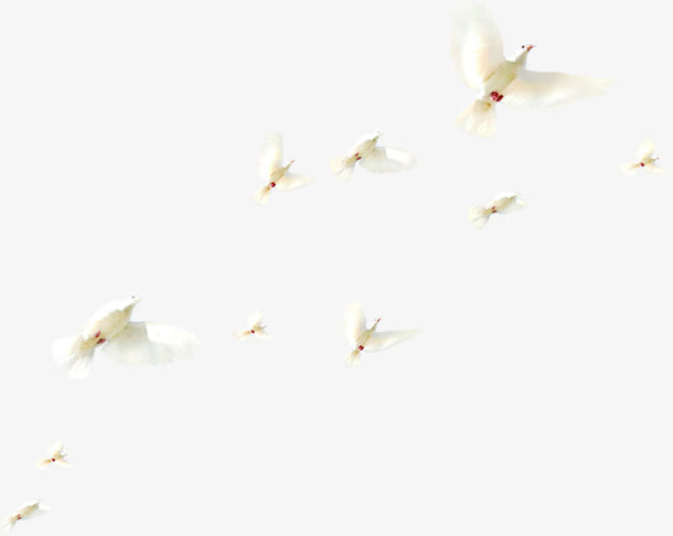 白色春天白鸽设计免抠装饰动物元素