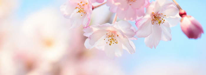 花卉背景图高清
