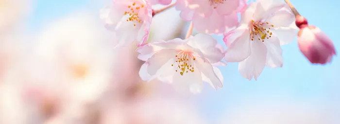 花卉背景图高清