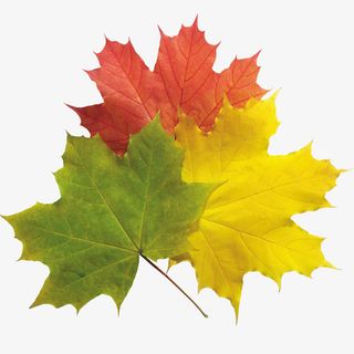 枫叶 三色枫叶素材免抠