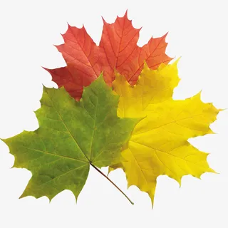 枫叶 三色枫叶素材免抠