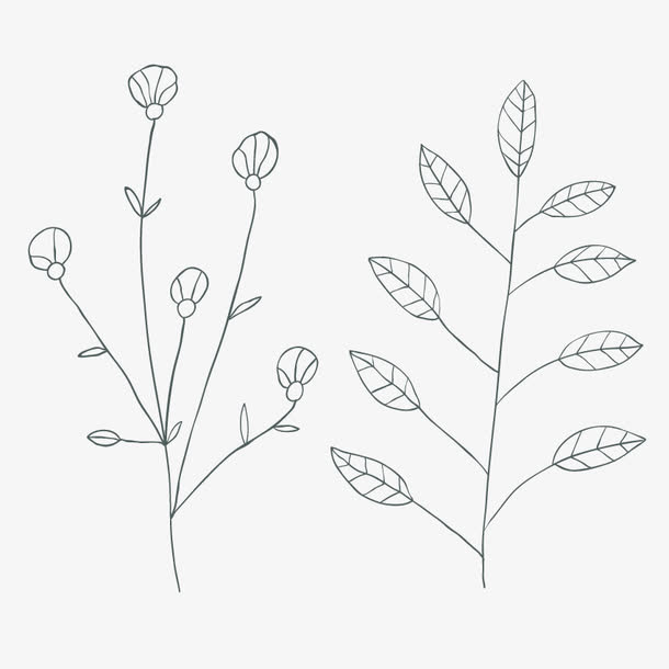 手绘线条花草免抠