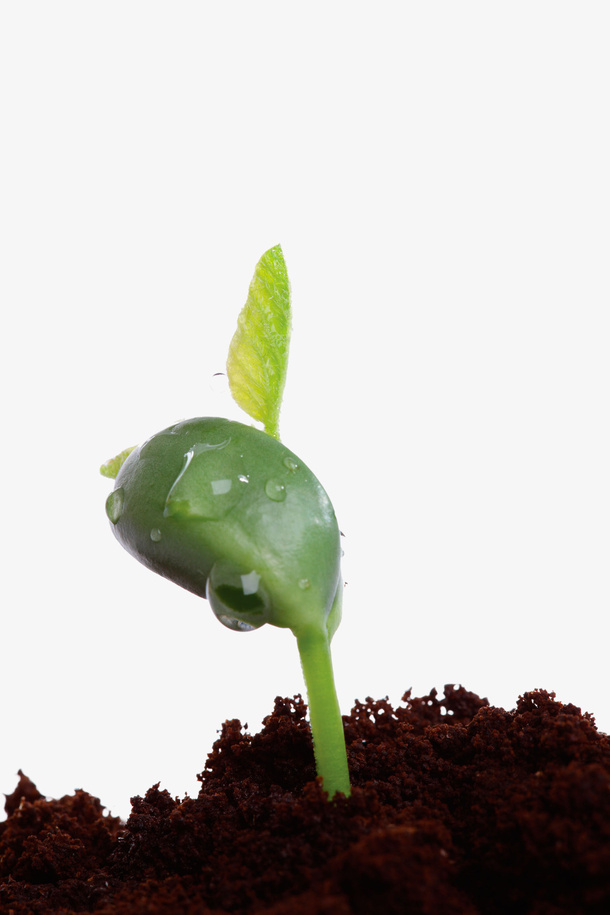 绿色叶片免抠