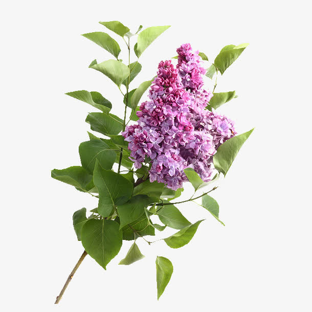 花免抠