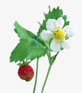 花朵海报背景鲜花相框素材 花朵海报背景鲜花相框素材