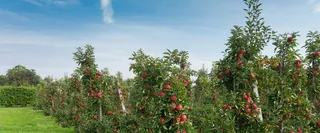 美丽的苹果树景色高清图片高清