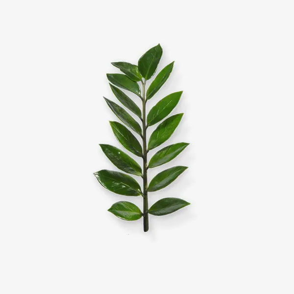 绿叶 清新 植树节 绿色植物免抠