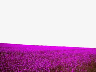 紫色广阔花田边框免抠