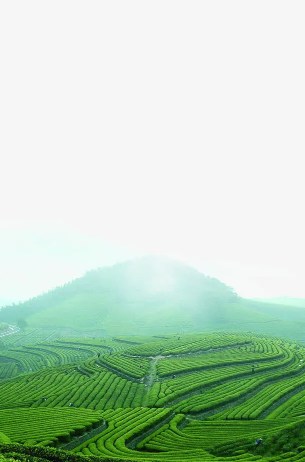 茶园免抠