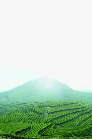 茶园免抠