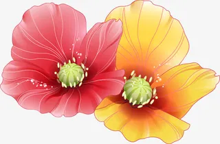 清新手绘黄红色春天雏菊免抠