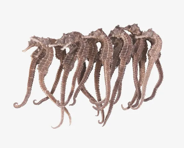 免扣素材海马图片免抠