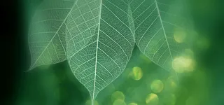 树叶纹理背景图高清