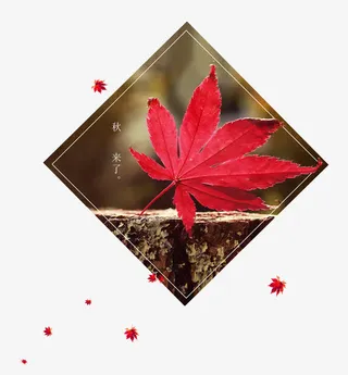 枫叶PNG免抠