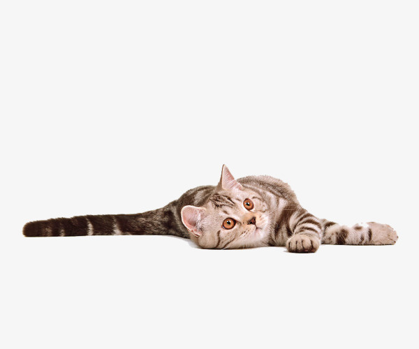 慵懒猫咪免抠