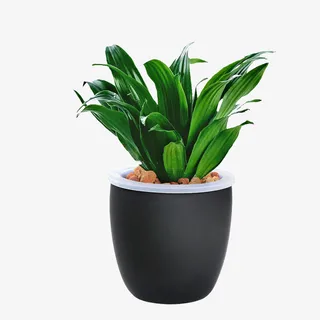 盆栽万年青素材免抠