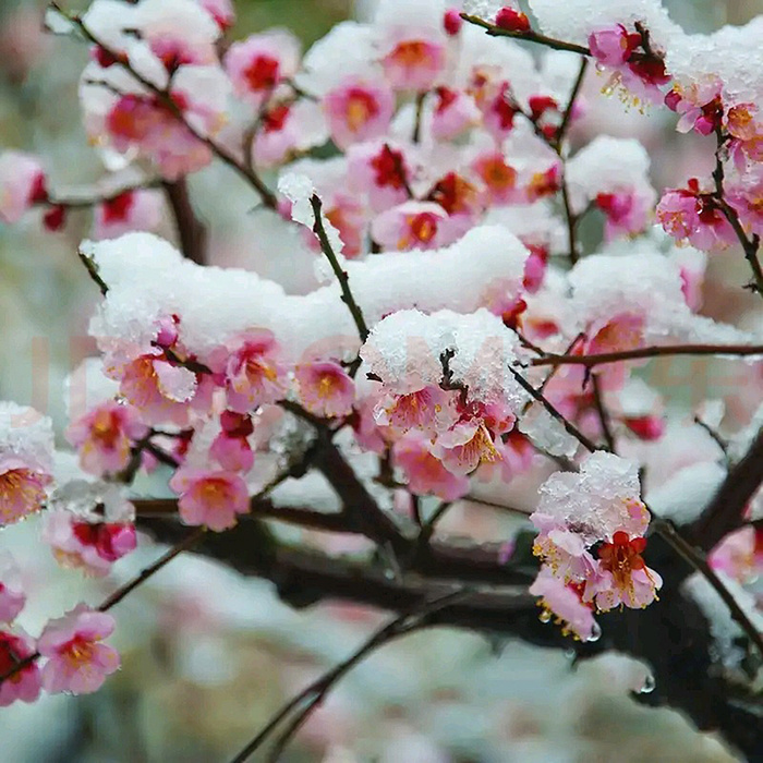 北方风光之春雪高清