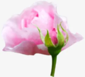 粉色可爱唯美花朵免抠