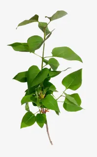 绿枝绿叶装饰免抠