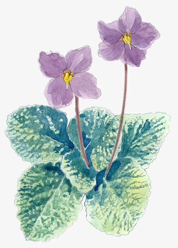 紫罗兰高清水彩插画免抠