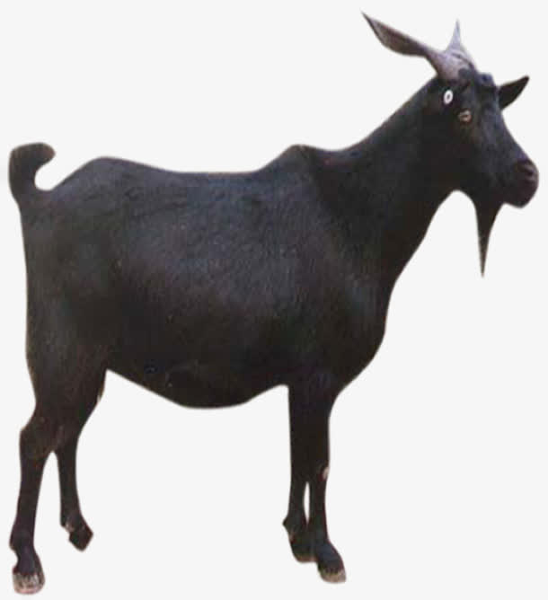 黑山羊免抠