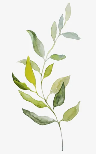 树枝装饰素材图案免抠