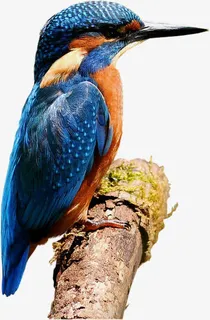 一只啄木鸟免抠