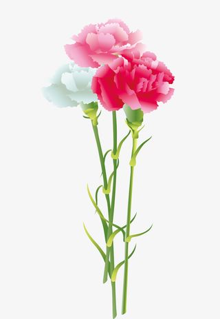 粉色美丽娇艳康乃馨免抠