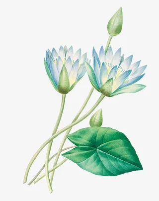 夏天的睡莲花免抠