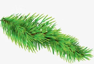圣诞节绿色松叶装饰免抠