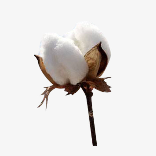 一朵精梳棉花图片素材免抠