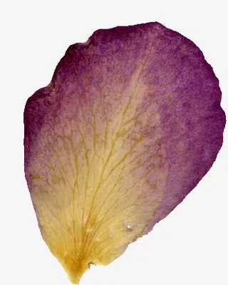 超唯美压花干花紫色花瓣免抠