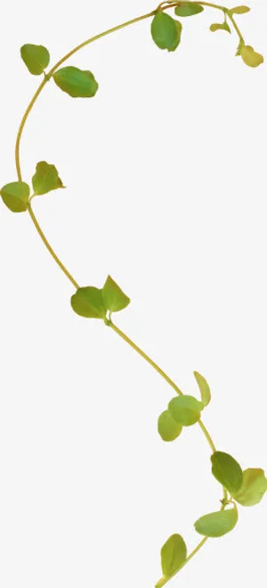藤蔓类免抠PNG图片素材免抠