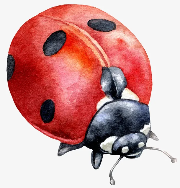 卡通美丽的七星瓢虫免抠