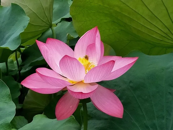 荷花荷叶莲花的素材高清