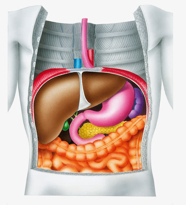 人体消化系统免抠