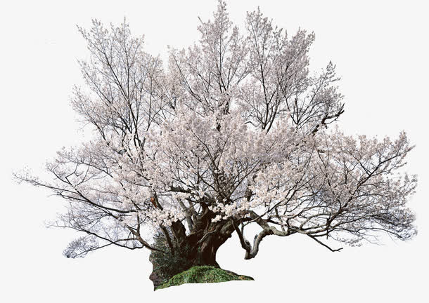 日本樱花树免抠