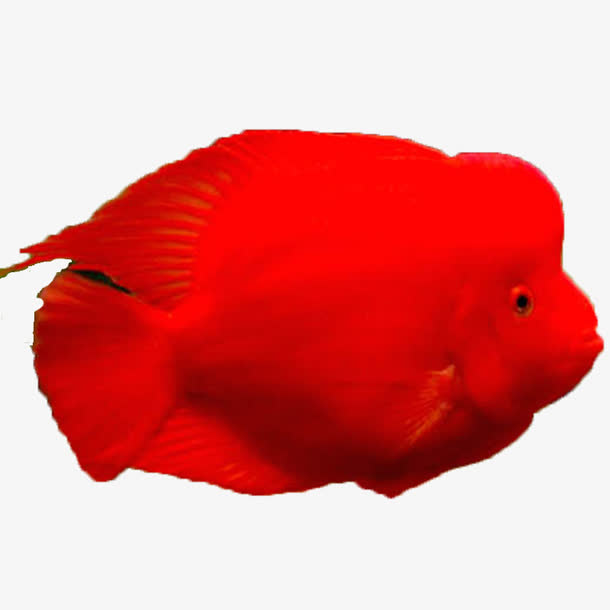 血鹦鹉淡水鱼免抠