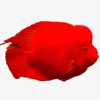 血鹦鹉淡水鱼免抠