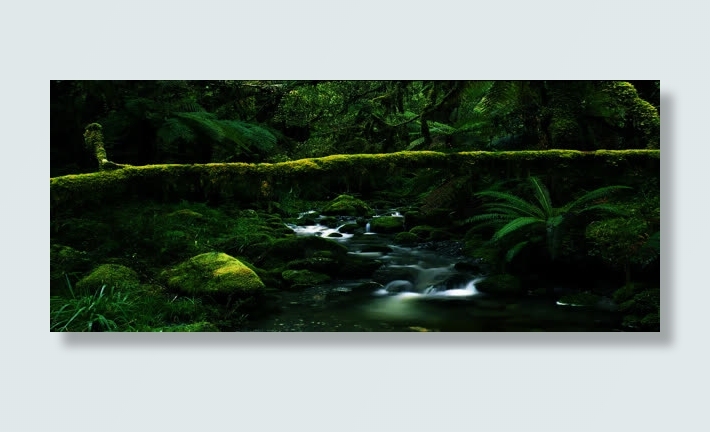 绿色野外生机植物免抠